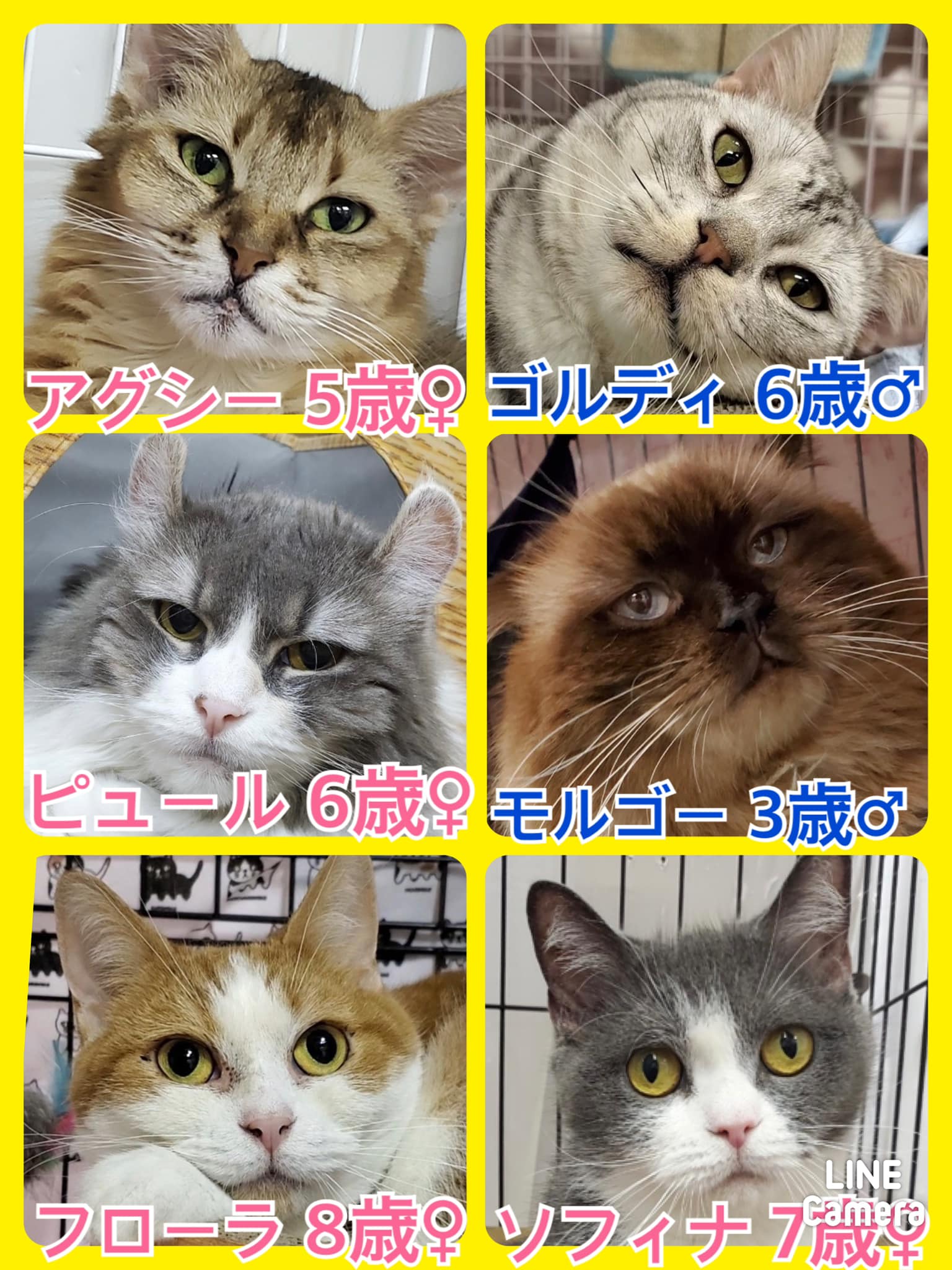 🐾今日の里親様募集中ニャンコ🐱メンバーです🐾2022,1,15【保護犬カフェ天神橋店】